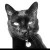 Profile picture of toddk
